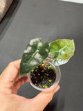 Alocasia Polly Mint Variegated