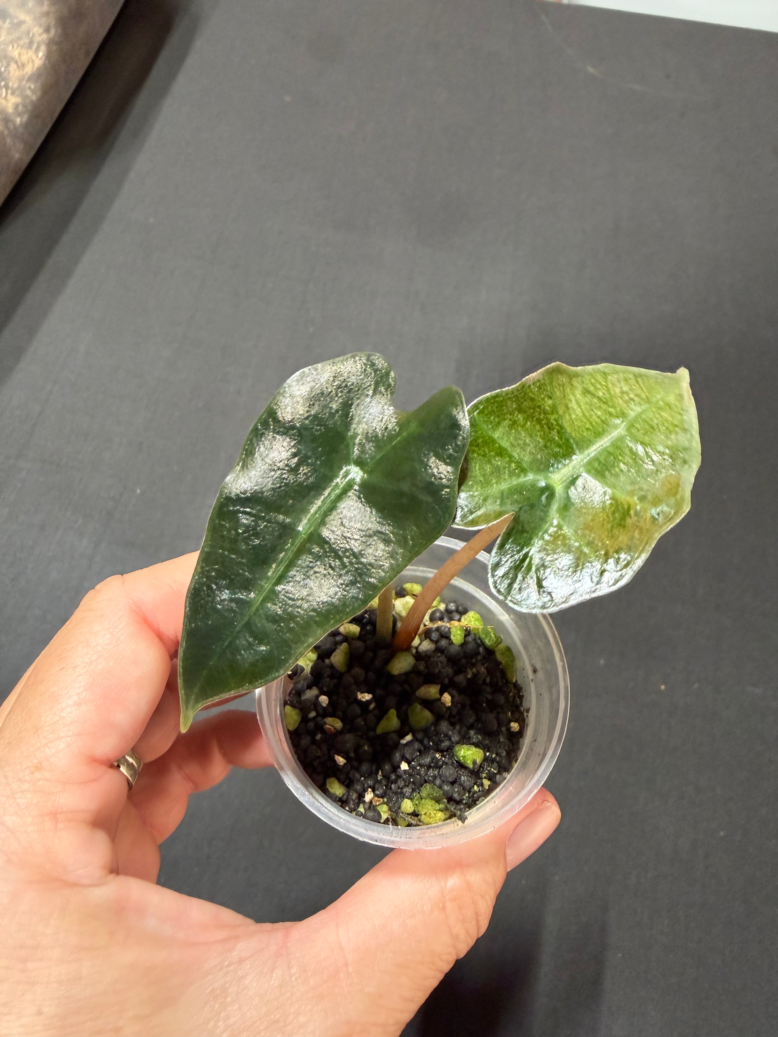 Alocasia Polly Mint Variegated