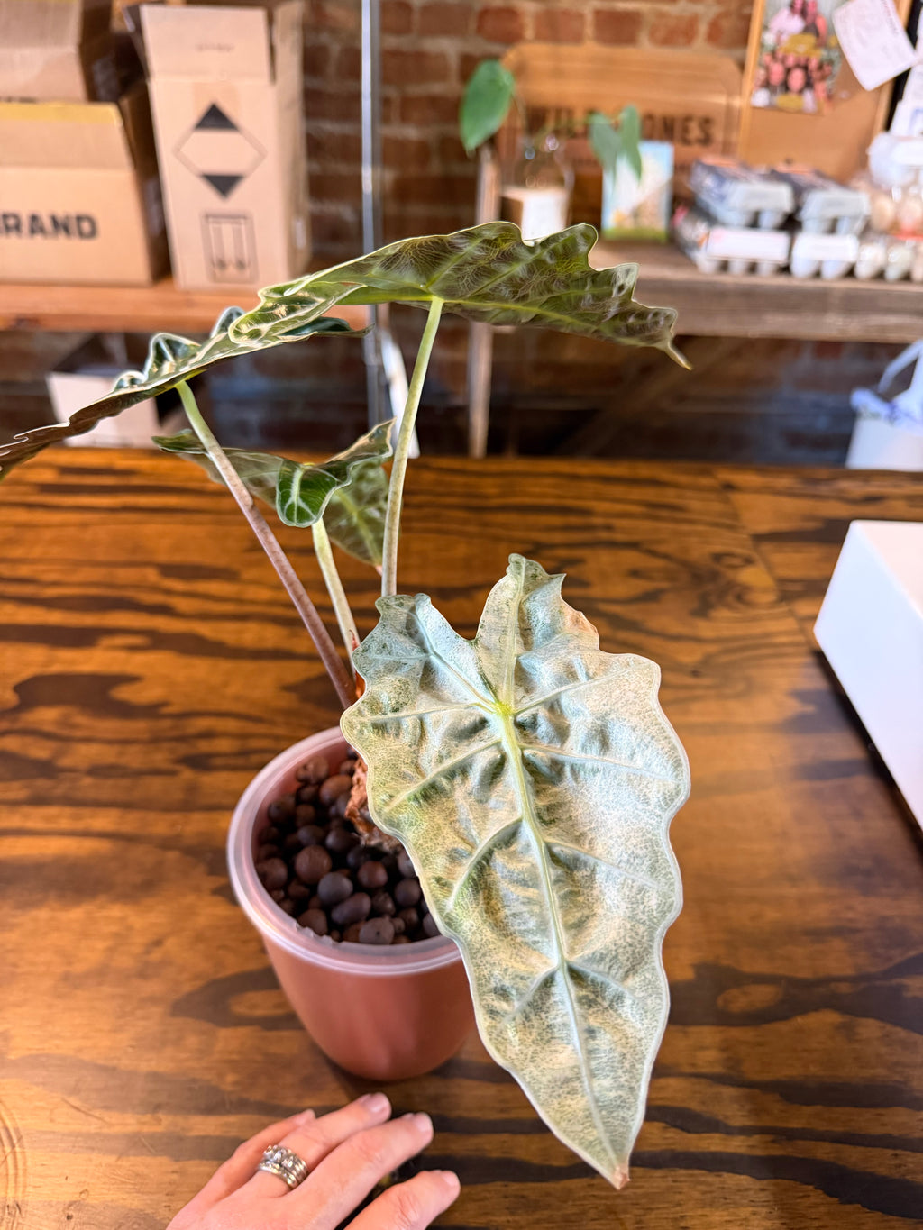 Alocasia Polly Ghost Corms