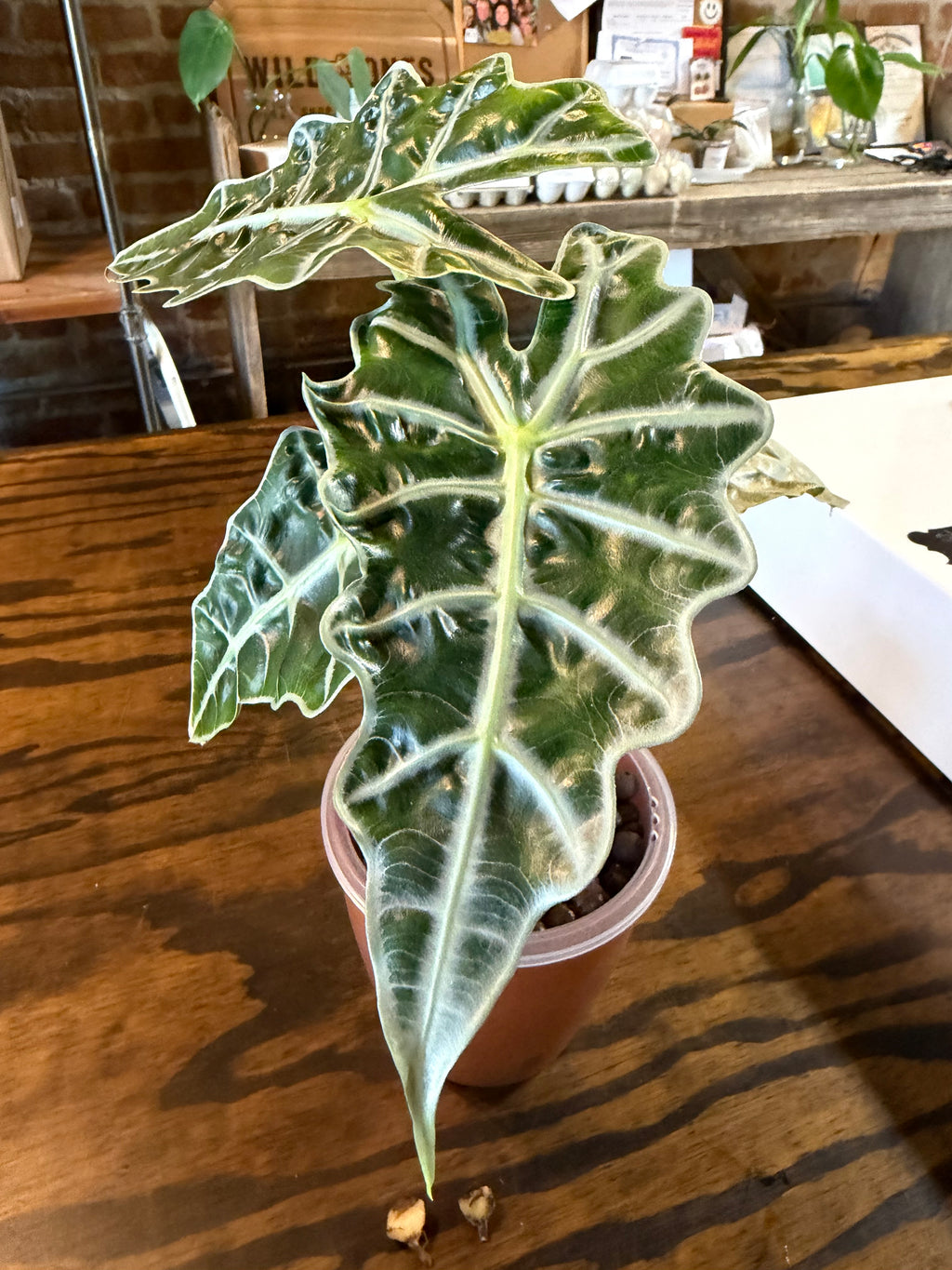 Alocasia Polly Ghost Corms