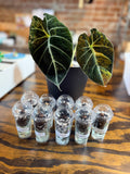 Alocasia Black Velvet Aurea Corms